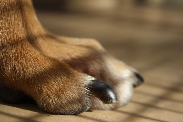 Calm paw care result after careful nail trimming